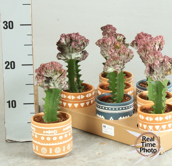 <h4>EUPHOR LAC CRISTATA</h4>