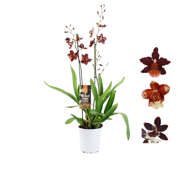 <h4>Inca Grand Sapa Cambria 2 spike mix 17cm touve</h4>