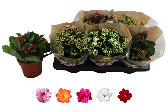 <h4>KAL GE RO GEM 5 KL</h4>