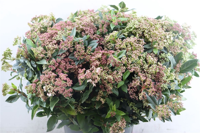 <h4>Viburnum Blooming Red P Bunch</h4>