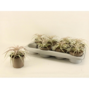 TILLANDSIA XEROGRAPH