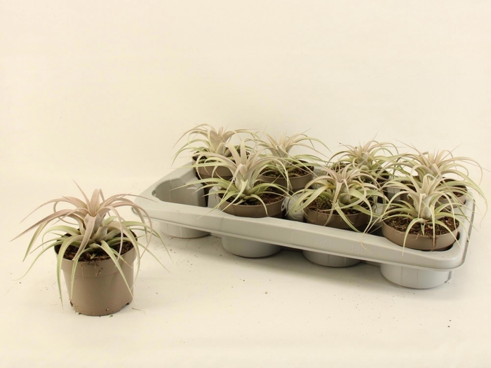 <h4>TILLANDSIA XEROGRAPH</h4>