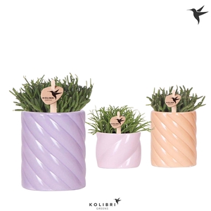 Kolibri Greens Rhipsalis mix in Candy pot pink mix