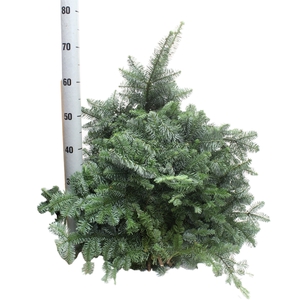 ABIES NOB GROEN KILO