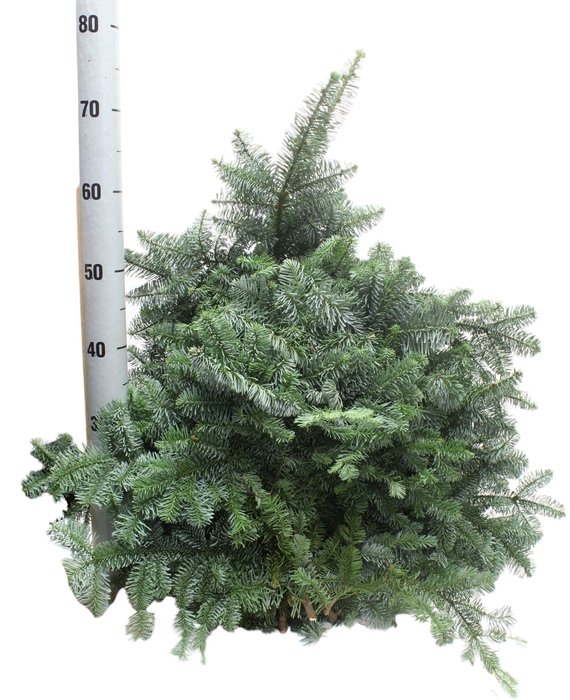 <h4>ABIES NOB GROEN KILO</h4>