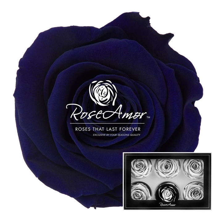 <h4>Lplus Blu03</h4>