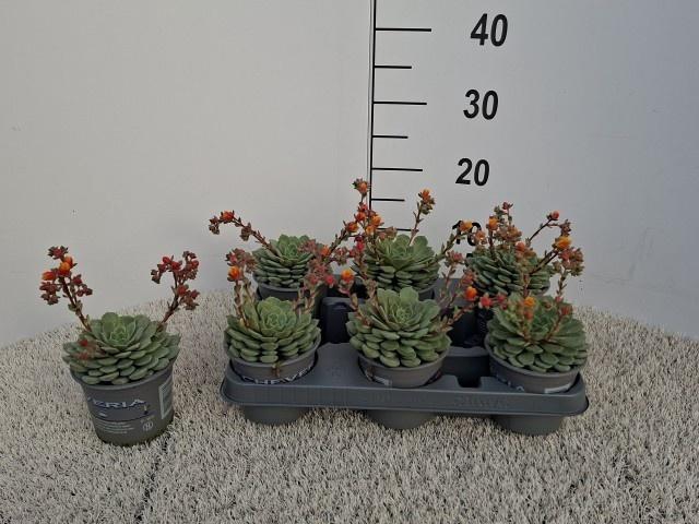 <h4>ECHEV DONDO</h4>