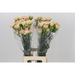 Dianthus St Lege Marrone