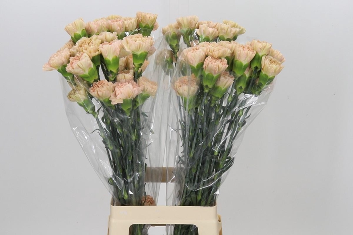 <h4>Dianthus St Lege Marrone</h4>