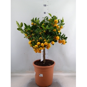 Citrus   ...