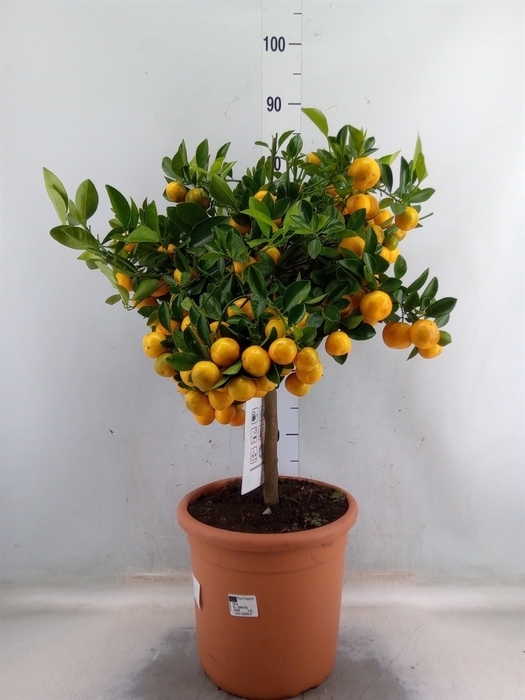 <h4>Citrus   ...</h4>
