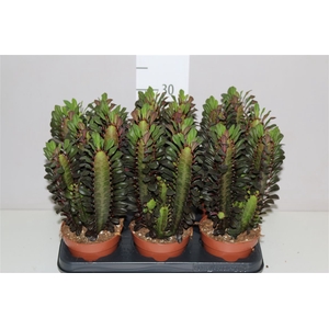 Euphorbia Trigona Rubra