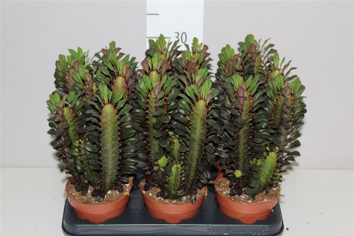 <h4>Euphorbia Trigona Rubra</h4>