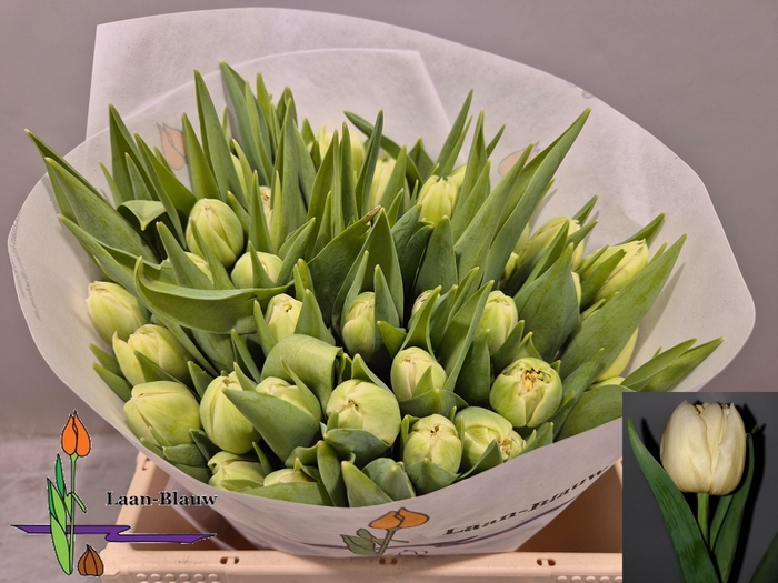 <h4>TU DU VERONA</h4>