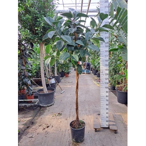 Ficus elastica 'Robusta'