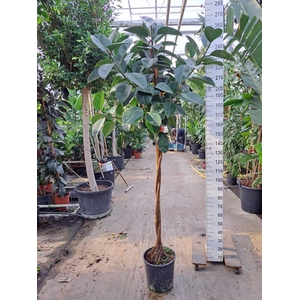 Ficus Elastica Robusta