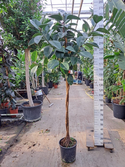 <h4>Ficus elastica 'Robusta'</h4>