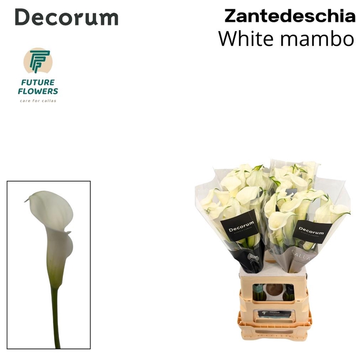 <h4>ZANT WHITE MAMBO</h4>