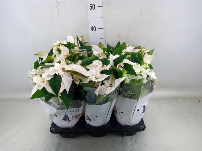 <h4>Euphorbia pulc. 'Princ Pearl'</h4>