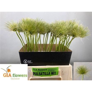 Pulsatilla Vulg Zaadpluiz