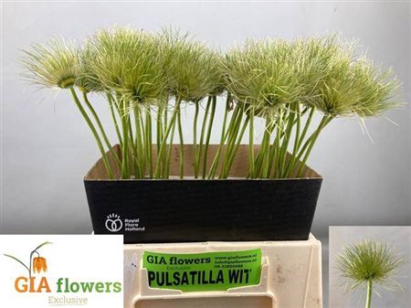 <h4>Pulsatilla Vulg Zaadpluiz</h4>