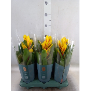 Vriesea  'Intenso Yellow Flame'