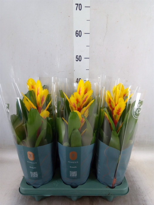 <h4>Vriesea  'Intenso Yellow Flame'</h4>