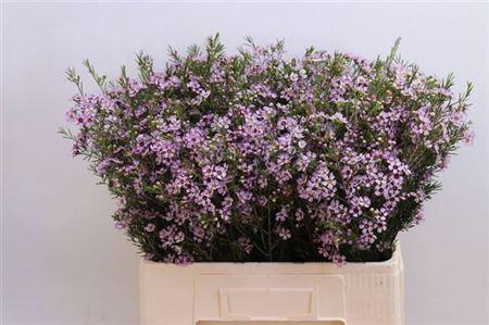 <h4>Chame Un Early Nir</h4>