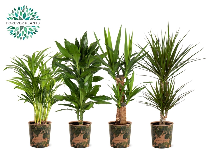 <h4>Ov Kamerplanten Gemengd Potcover Green Jewels</h4>