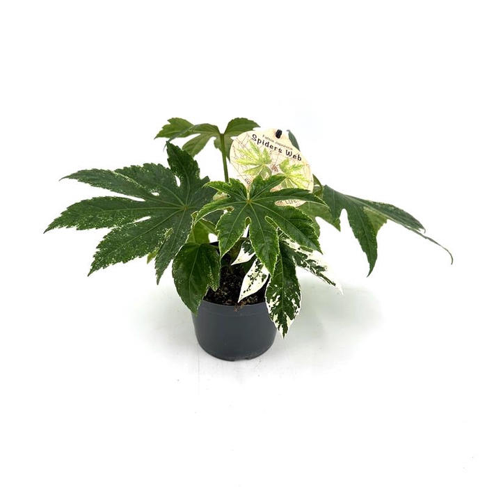 <h4>FATSIA JAPONICA P12 SPIDER WEB</h4>