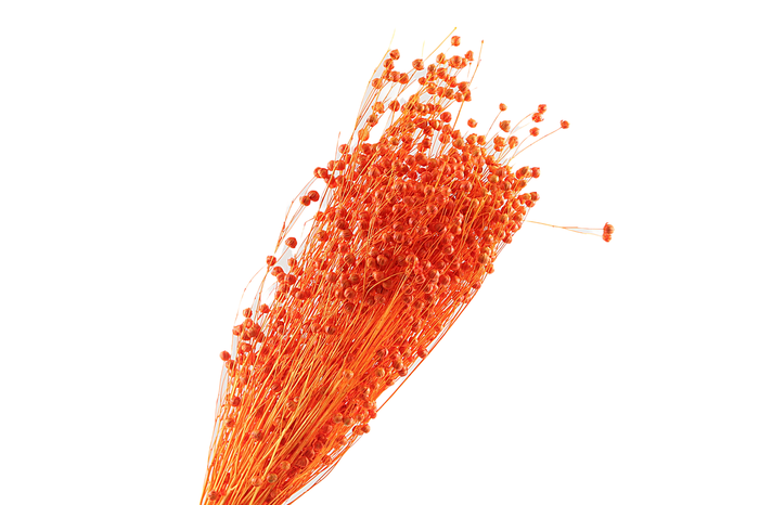 <h4>Lino Vlas Orange</h4>