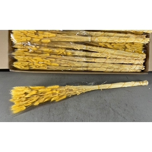 DF Lagurus Bs 50g/70cm S.Yell.