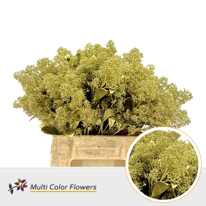 <h4>Skimmia Goud</h4>