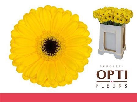 <h4>Ge Mi Pacman</h4>