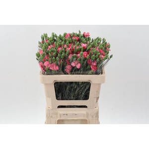 Di Symply Pink Stripe It