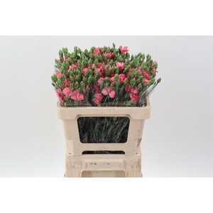 Di Symply Pink Stripe It