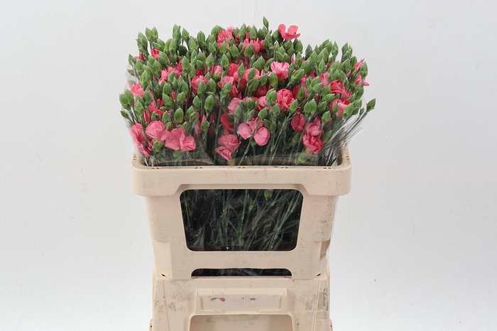 <h4>Di Symply Pink Stripe It</h4>