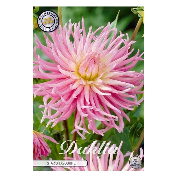 <h4>Dahlia Star`s Favourite x1 I</h4>