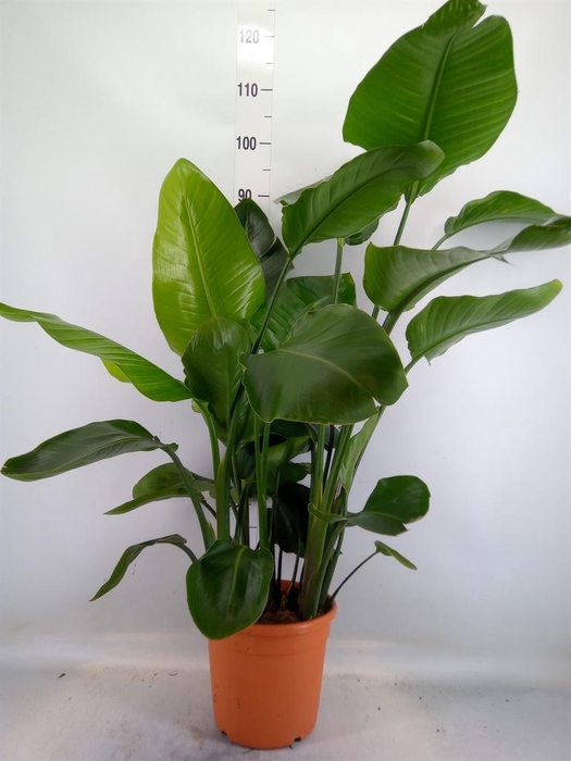 <h4>Strelitzia nicolai</h4>