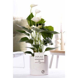 Anthurium white (Elido) in P&PURE Essential cer. white