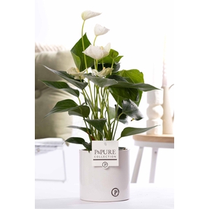 Anthurium white (Elido) in P&PURE Essential cer. white