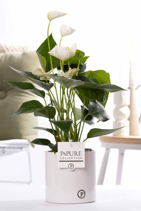<h4>Anthurium white (Elido) in P&PURE Essential cer. white</h4>
