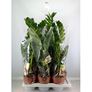 Zamioculcas zamiifolia