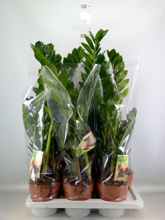 <h4>Zamioculcas zamiifolia</h4>