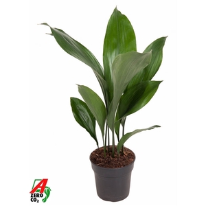 Aspidistra Elatior P15