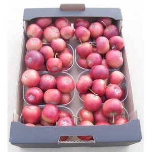 MALUS SIERAPPEL BOX