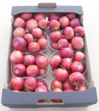 <h4>MALUS SIERAPPEL BOX</h4>