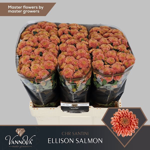 <h4>Chr San Ellison Salmon VannoVa</h4>