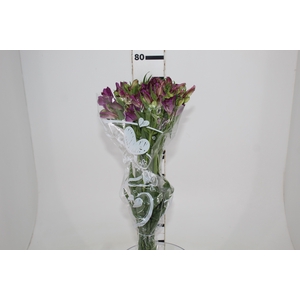 ALSTROEMERIA AMETHYST 080 CM