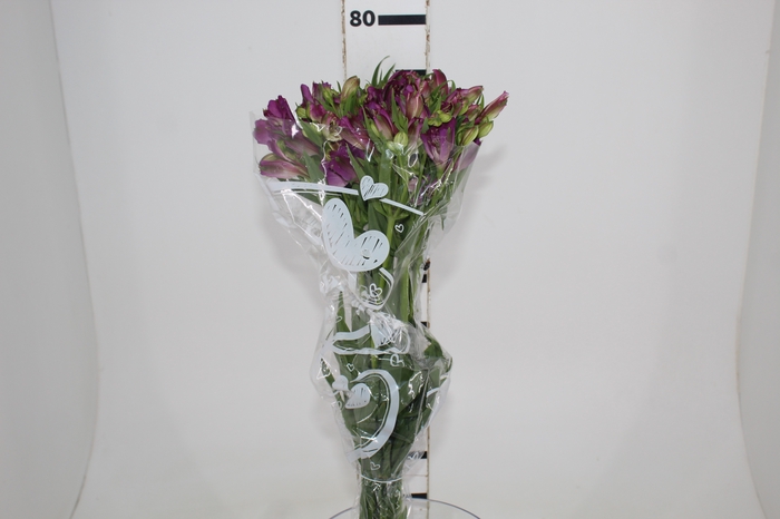 <h4>ALSTROEMERIA AMETHYST 080 CM</h4>